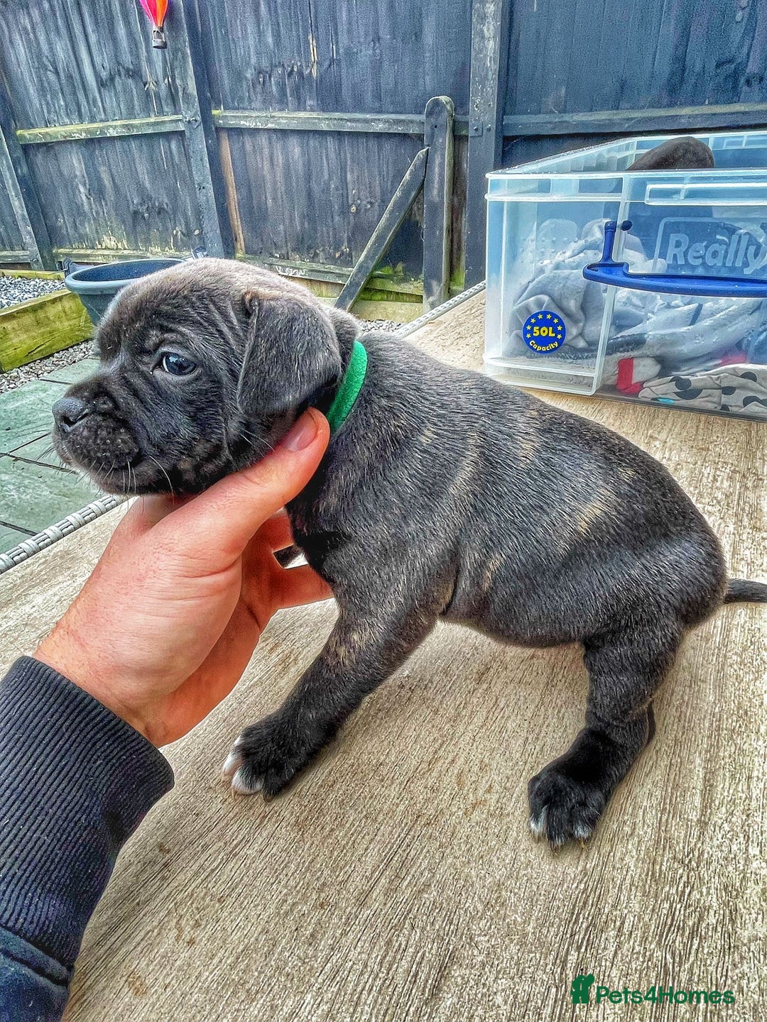 Staffordshire Bull Terrier dogs for sale: Staffordshire bull terrier puppies - Advert 15