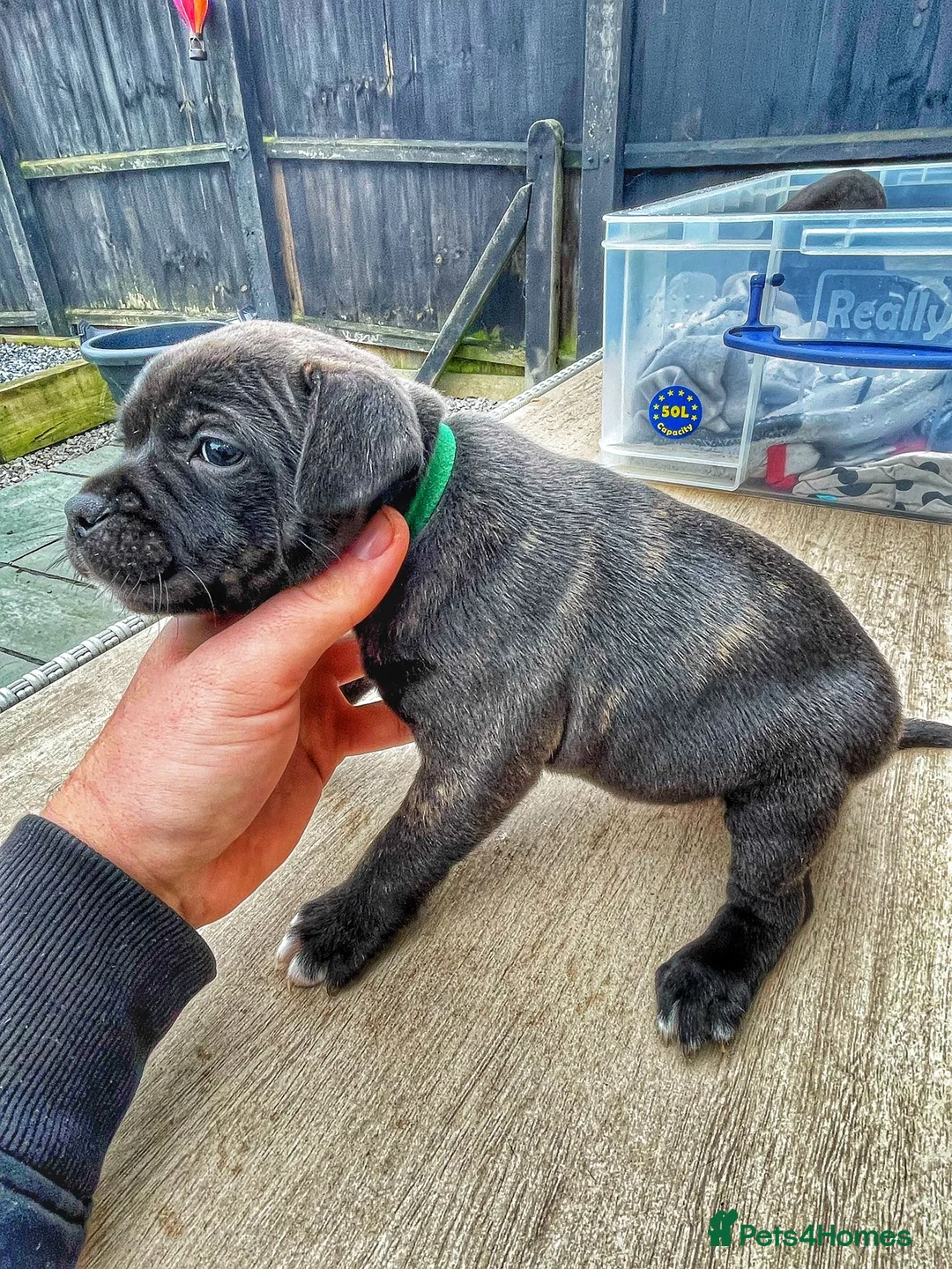 Staffordshire Bull Terrier dogs for sale: Staffordshire bull terrier puppies - Advert 29