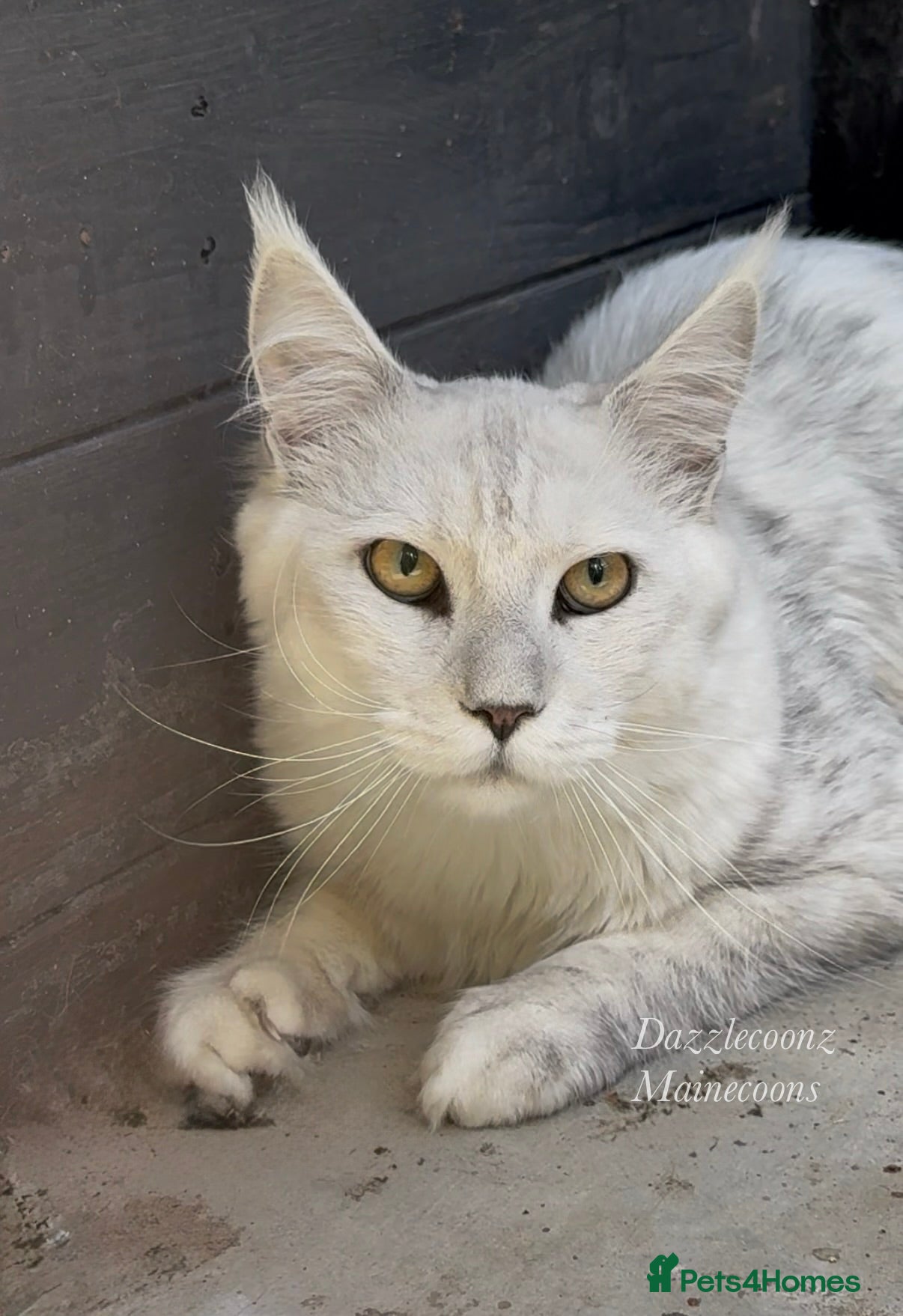 Maine Coon cats TICA Russian black silver shaded for stud  - Advert 5