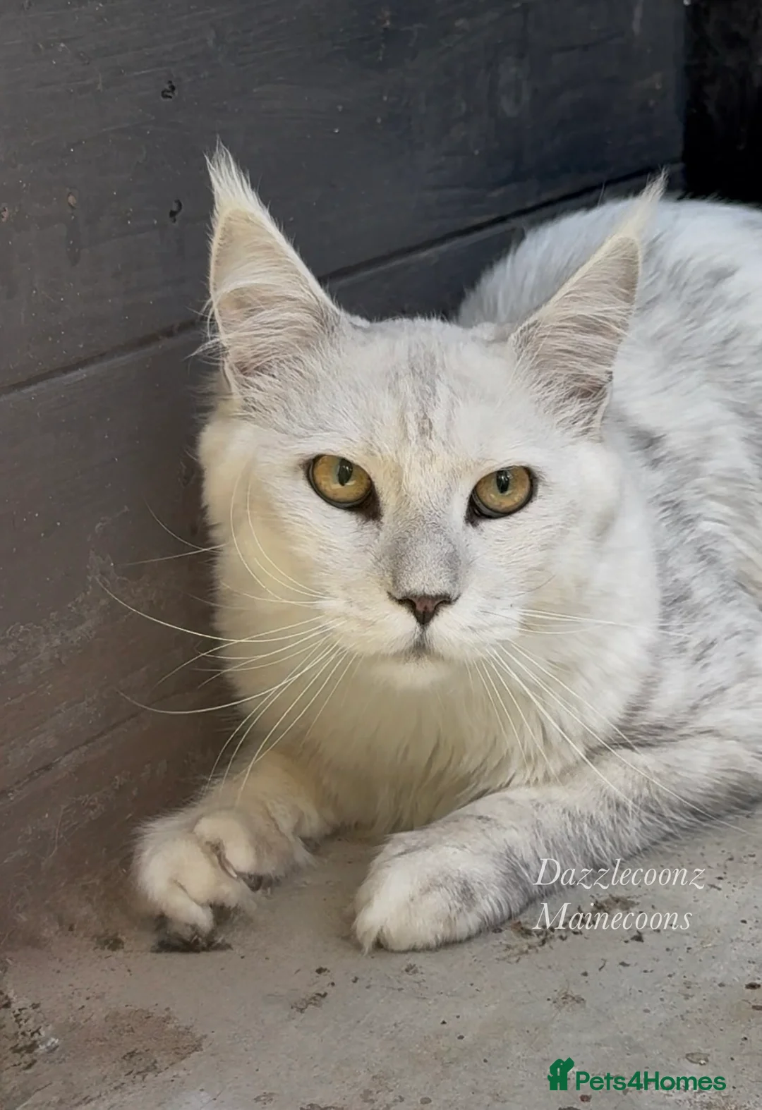Maine Coon cats for stud: TICA Russian black silver shaded for stud  - Advert 2