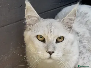 Maine Coon cats TICA Russian black silver shaded for stud - Advert 5
