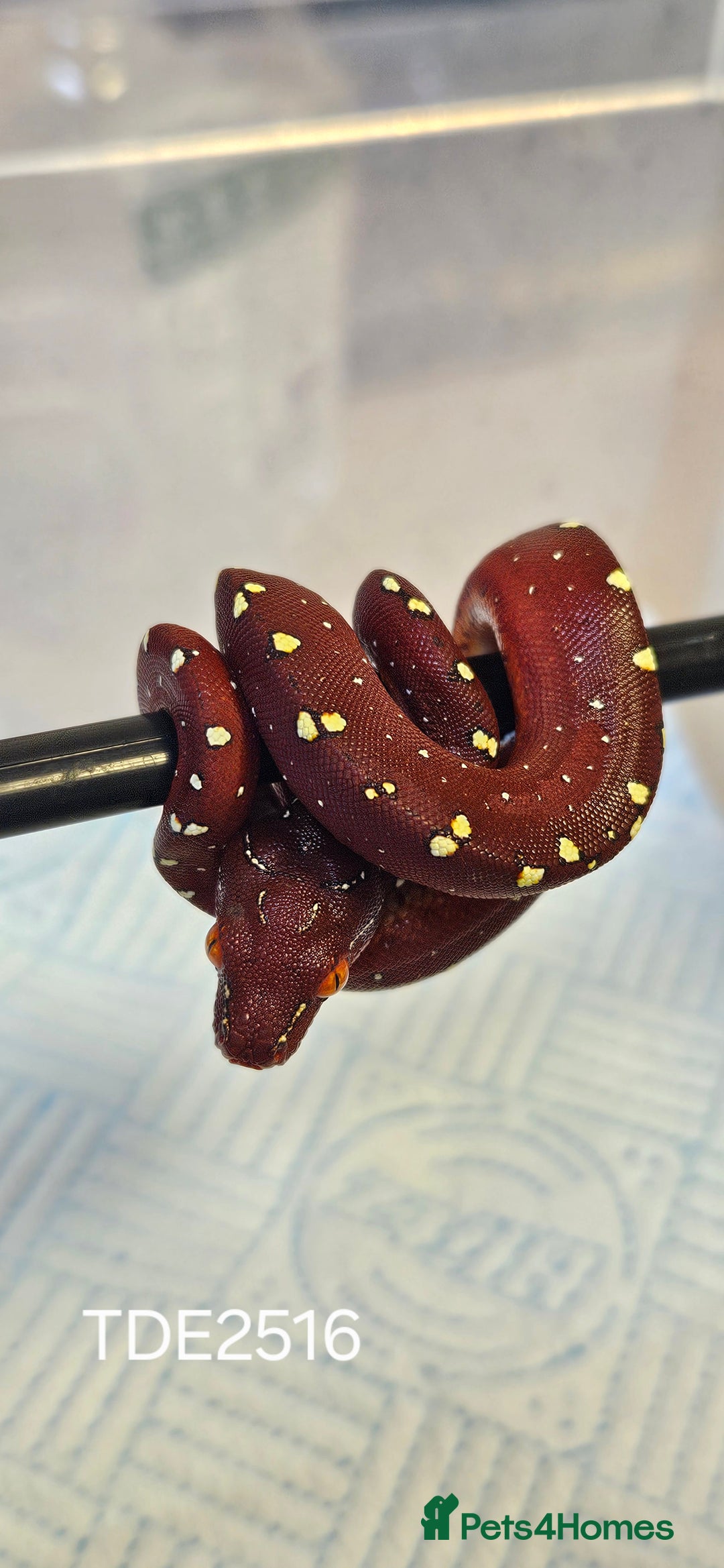 Python Snake reptiles for sale: Green tree Python in Mold - Image 7