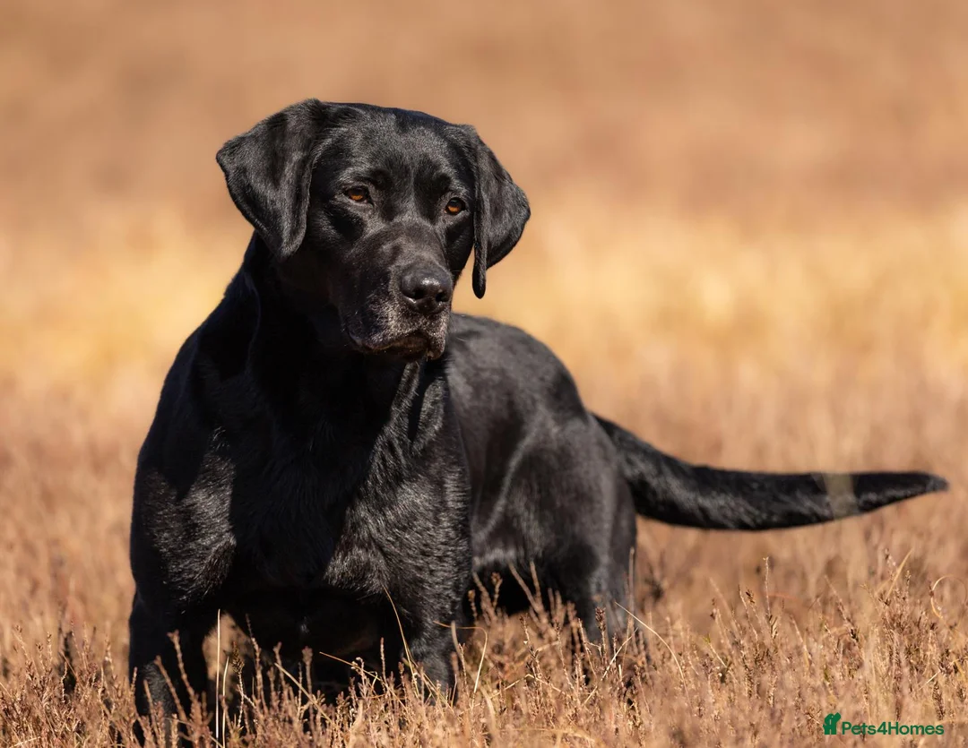 Labrador Retriever dogs for sale: 2024 igl championship winning sired Labradors  - Advert 5