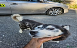 Siberian Husky dogs for sale: Multicolored eyes Husky for sale super friendly - Image 13