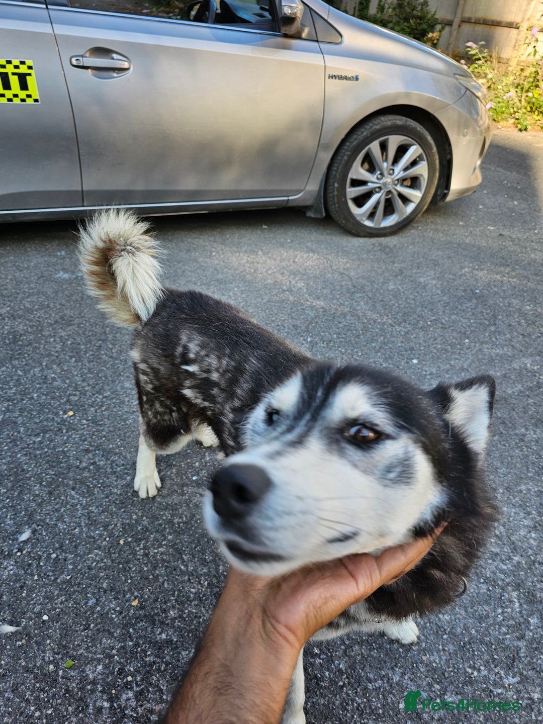 Siberian Husky dogs for sale: Multicolored eyes Husky for sale super friendly - Image 13