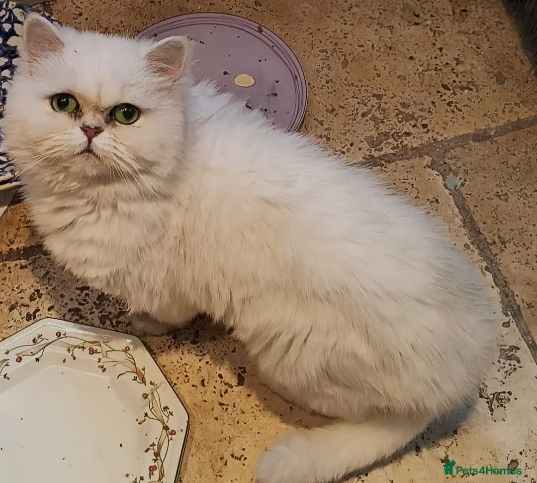 Persian cats for sale: Pedigree purebred Persian - Advert 2