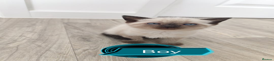 Siamese Kitten 1