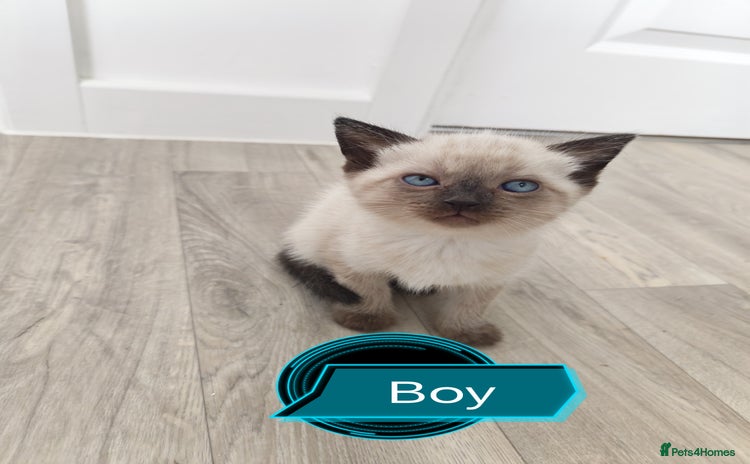 Siamese cats - Advert 2