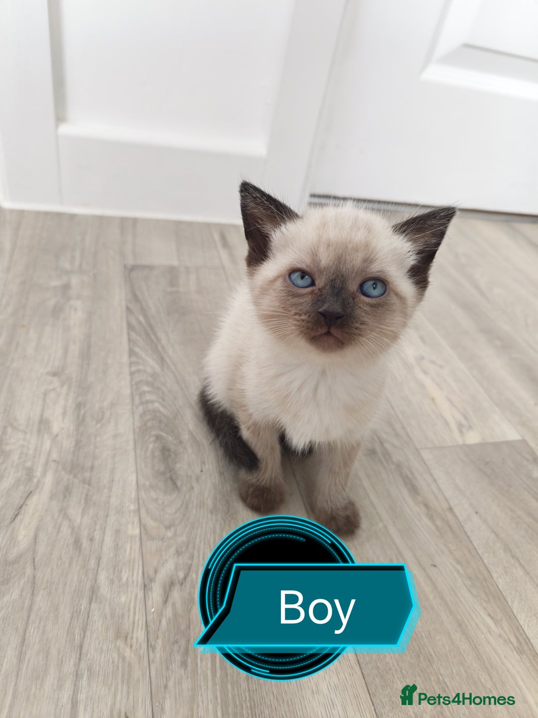 Siamese cats for sale: 🐾 Beautiful Half Siamese Kittens Ready Soon 🐾 - Image 1