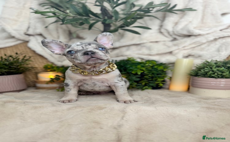 French Bulldog dogs - Advert 1