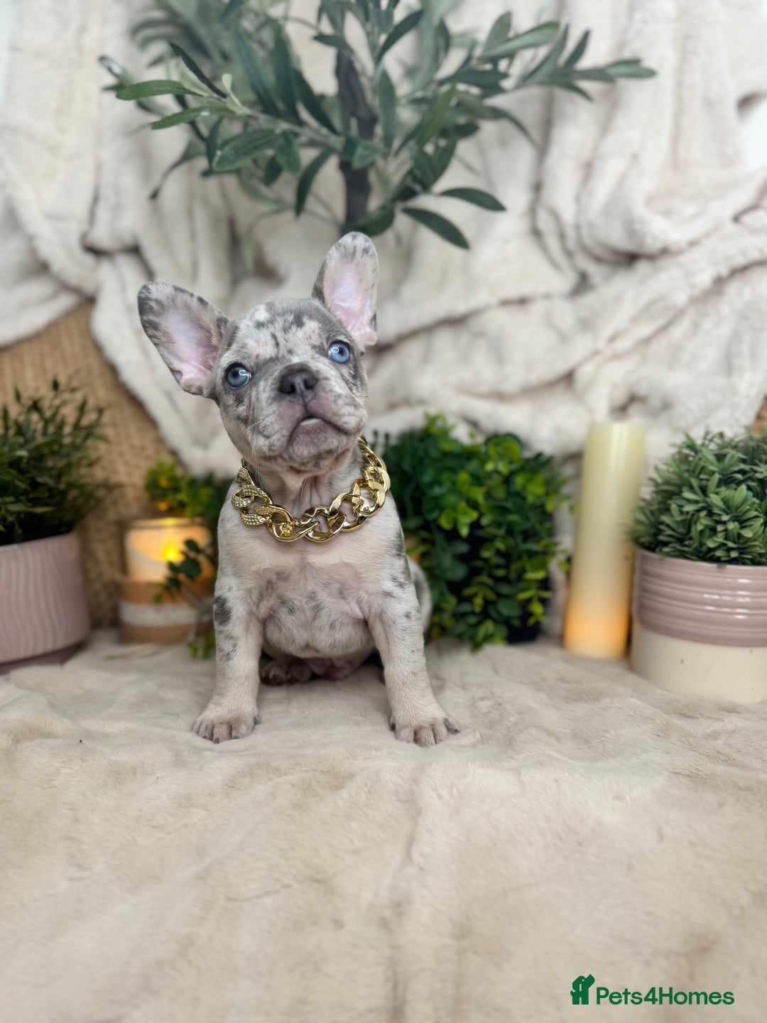 French Bulldog dogs for sale: Merle french bulldogs  - Image 1