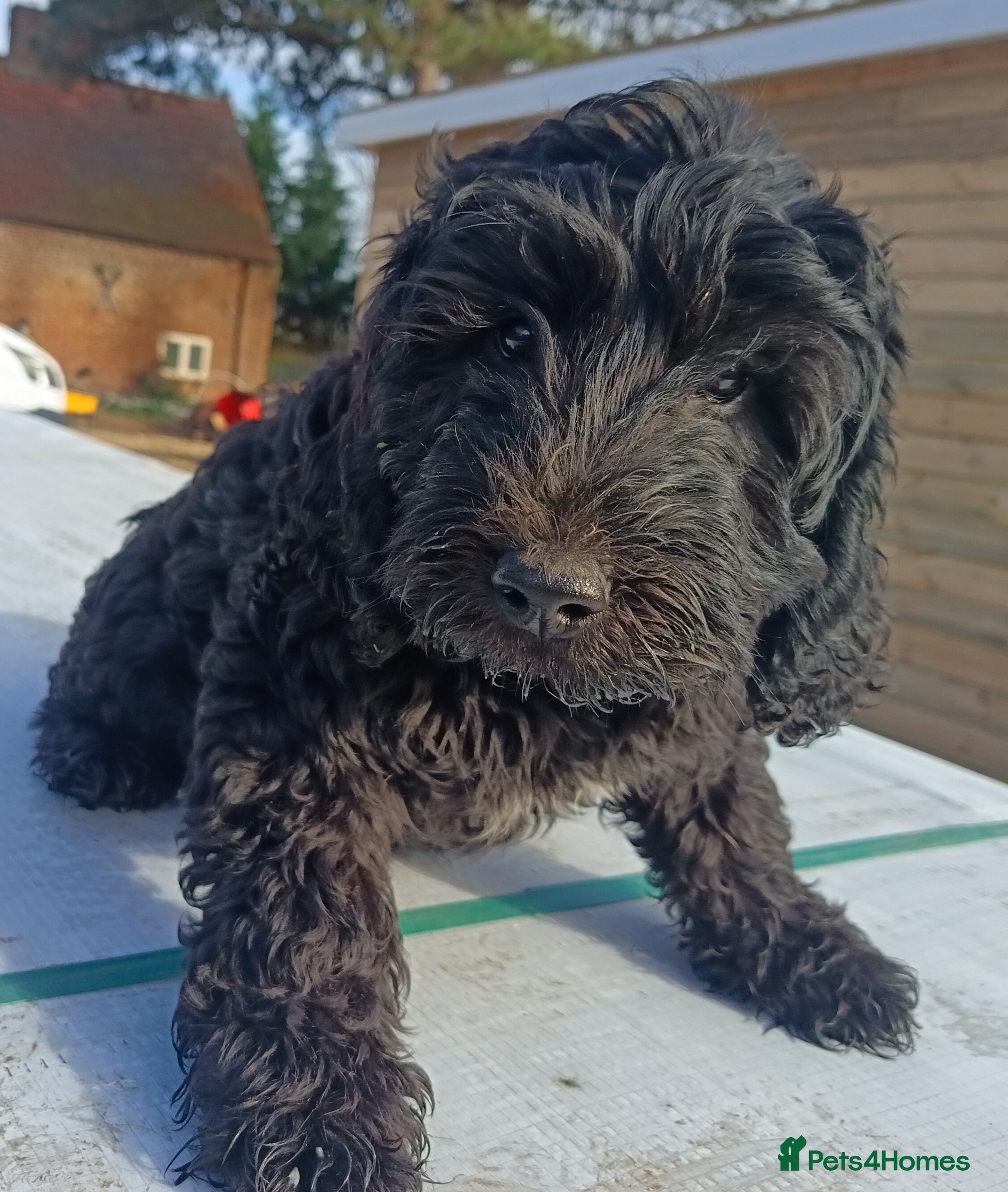 Double Doodle dogs 🌈Fully vaccinated and ready to meet the world 🌈 - Advert 2