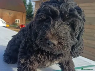 Double Doodle dogs 🌈Fully vaccinated and ready to meet the world 🌈 - Advert 2