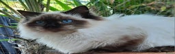 Ragdoll cats for sale: GCCF pedigree ragdoll kittens  - Advert 4