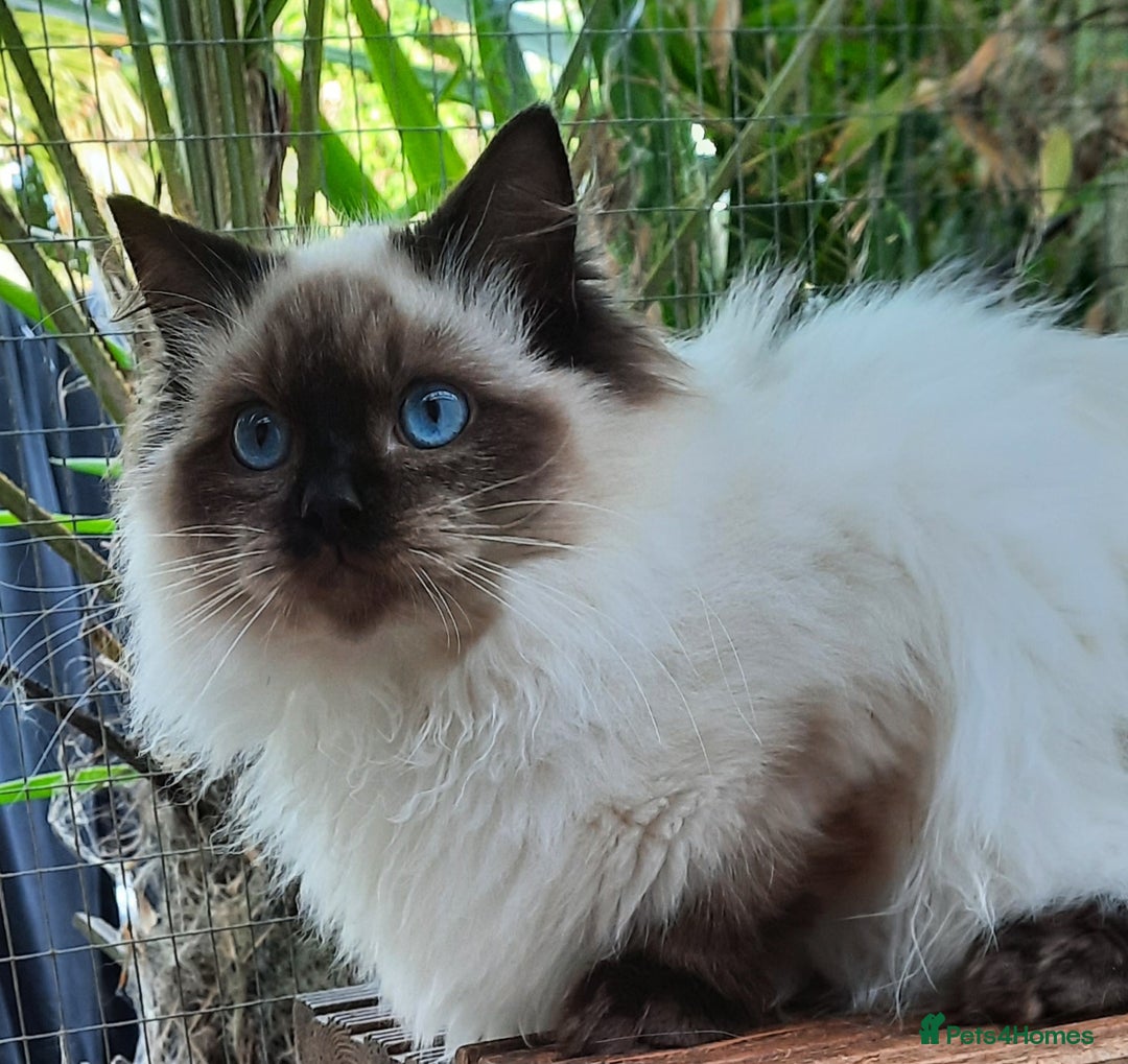 Ragdoll cats for sale: GCCF pedigree ragdoll kittens  - Advert 4