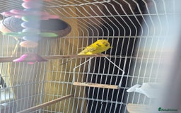 Budgerigars birds for sale: 3yrs old budgie  - Image 2