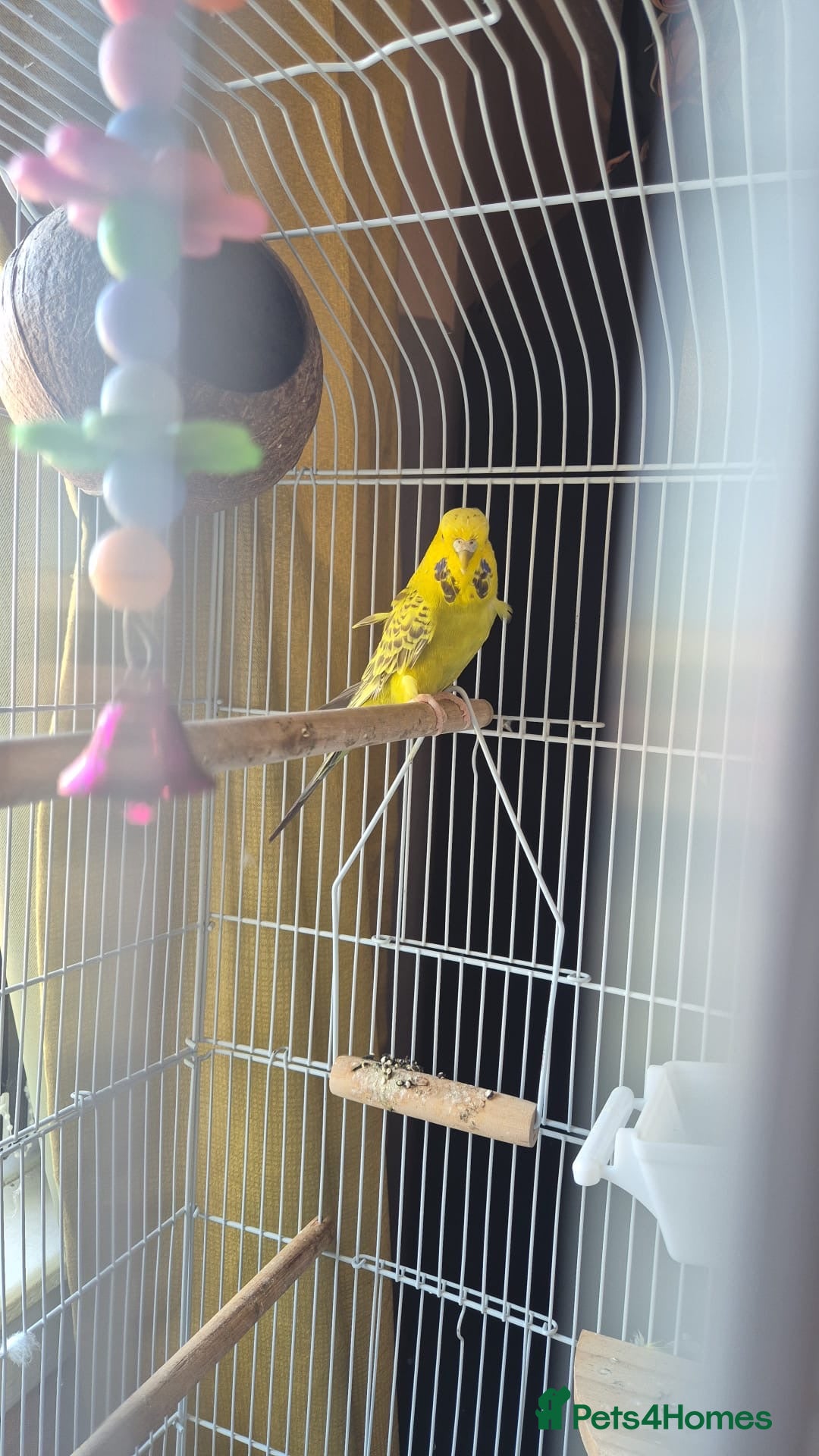 Budgerigars birds for sale: 3yrs old budgie  - Image 2