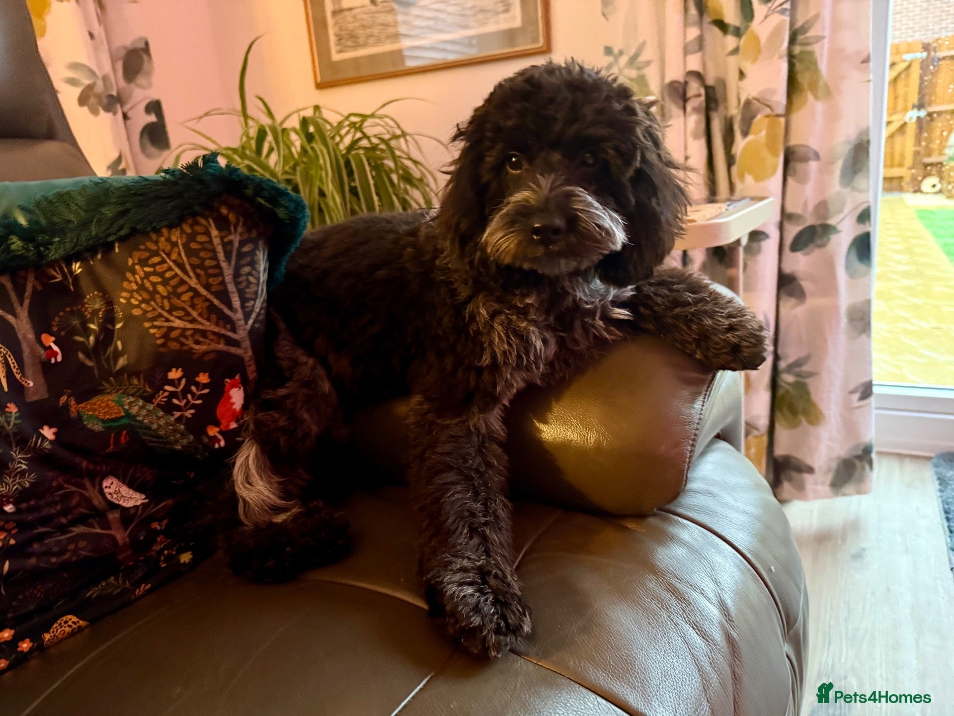 Cockapoo dogs Sweet little cockapoo female puppy aged 8 months - Advert 1