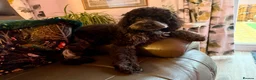 Cockapoo dogs for sale: Sweet little cockapoo female puppy aged 8 months - Advert 1