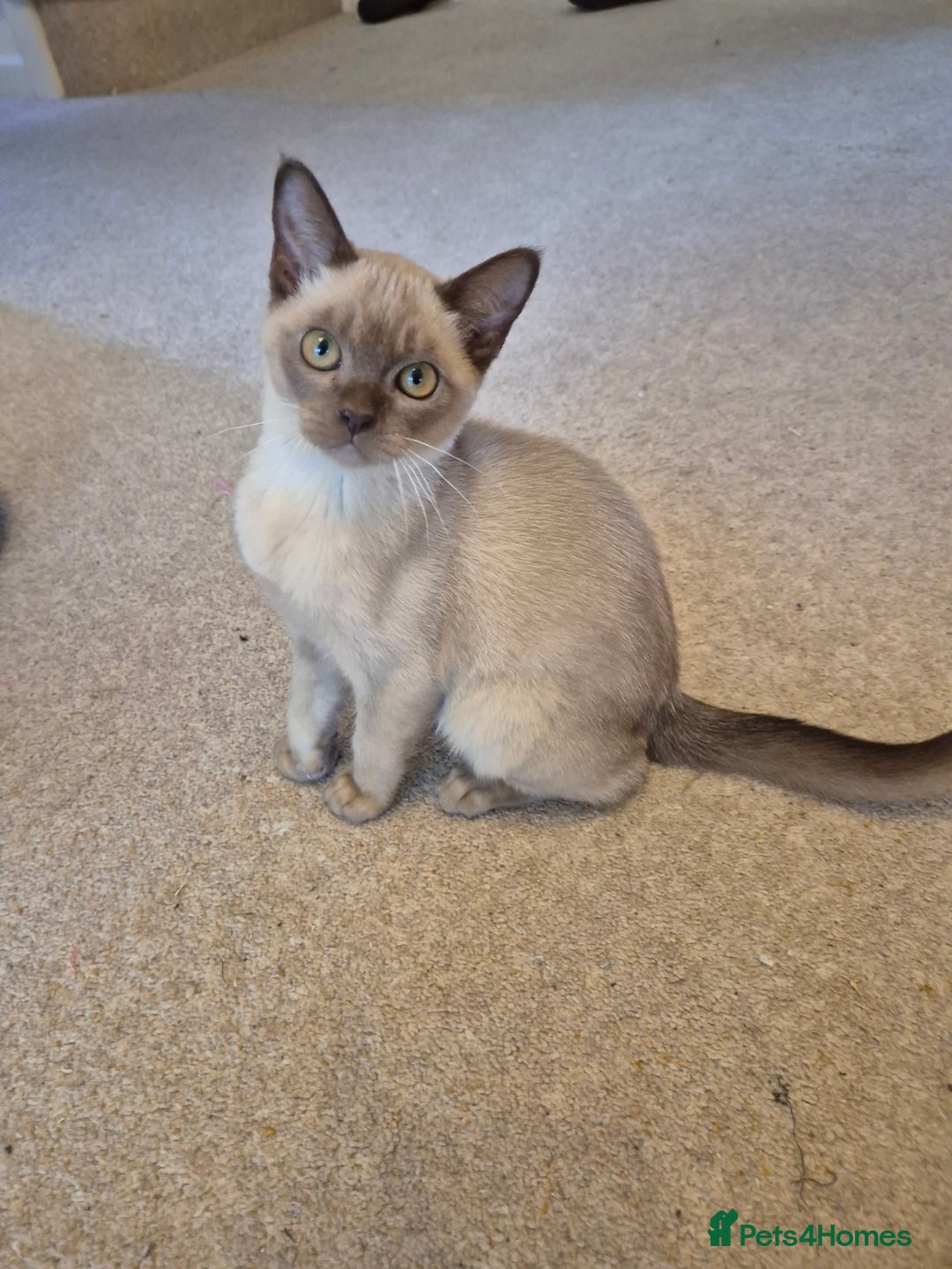Burmese cats for sale: Gorgeous Pedigree Female Burmese Kittens - Image 11