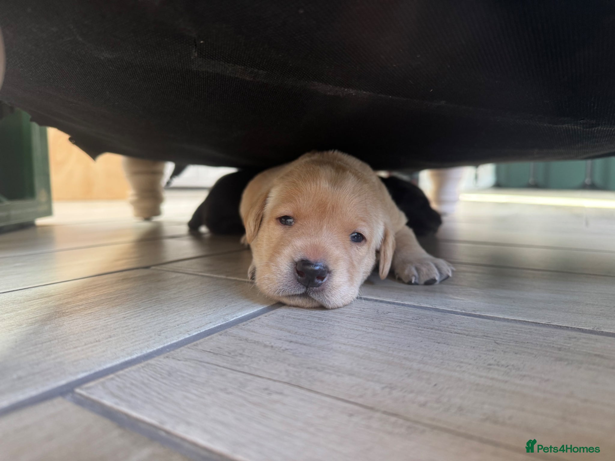 Labrador Retriever dogs FTCh Sired Puppies, Kc registered, health tested - Advert 1
