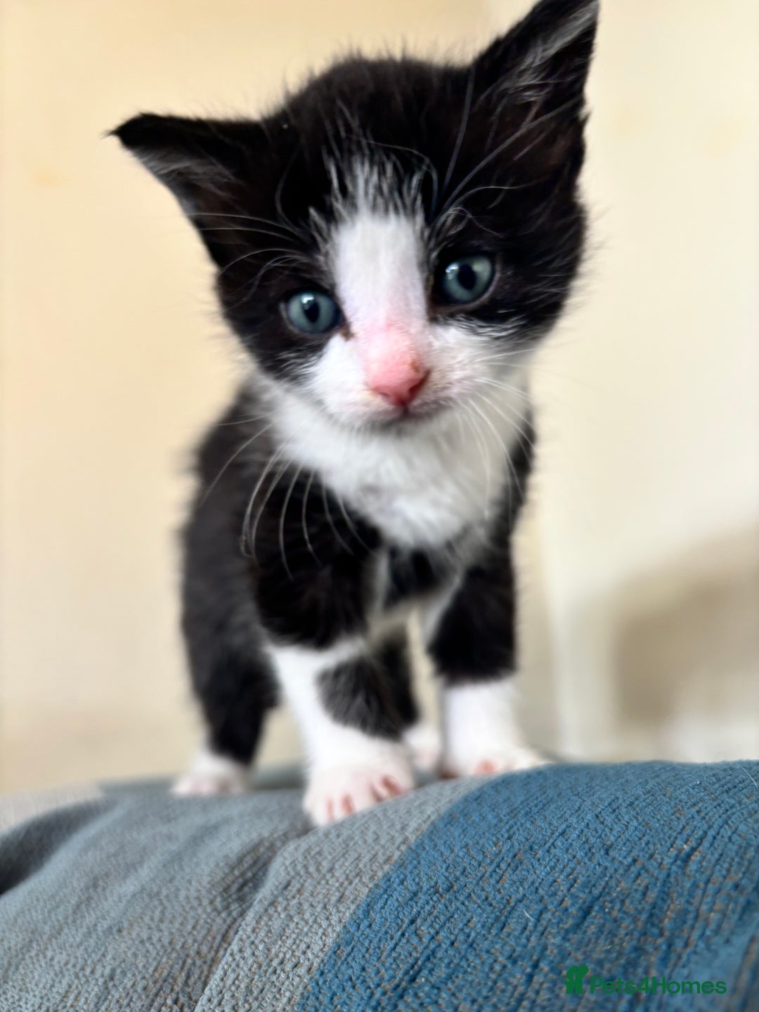 British Shorthair cats for sale: Four hand reared kittens Please read the info - Advert 4