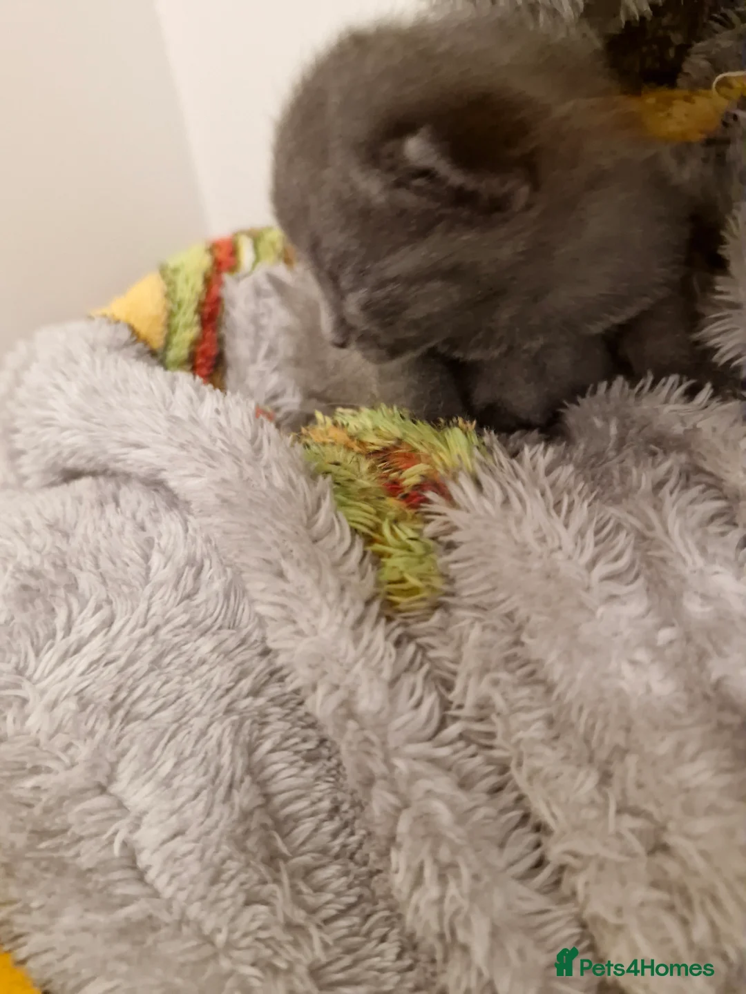 Mixed Breed cats for sale: Bengal BSH Cross Kittens - Advert 13