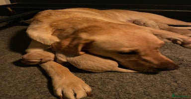 Labrador Retriever dogs - Advert 13
