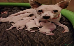 Mixed Breed dogs for sale: Jackchis - Advert 2