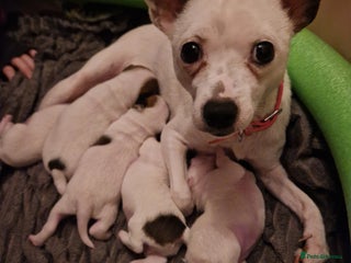 Mixed Breed dogs Jackchis - Advert 15