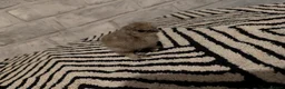 Chickens poultry for sale: Silkie Chicks mixed colours 17 left  in Hebburn - Advert 19