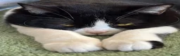 Mixed Breed cats for sale: Canela - Advert 9