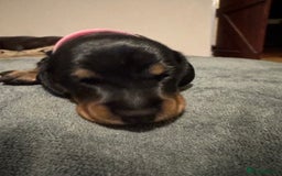 Miniature Dachshund dogs for sale: Adorable KC Reg smooth coated mini Dachshunds - Image 19
