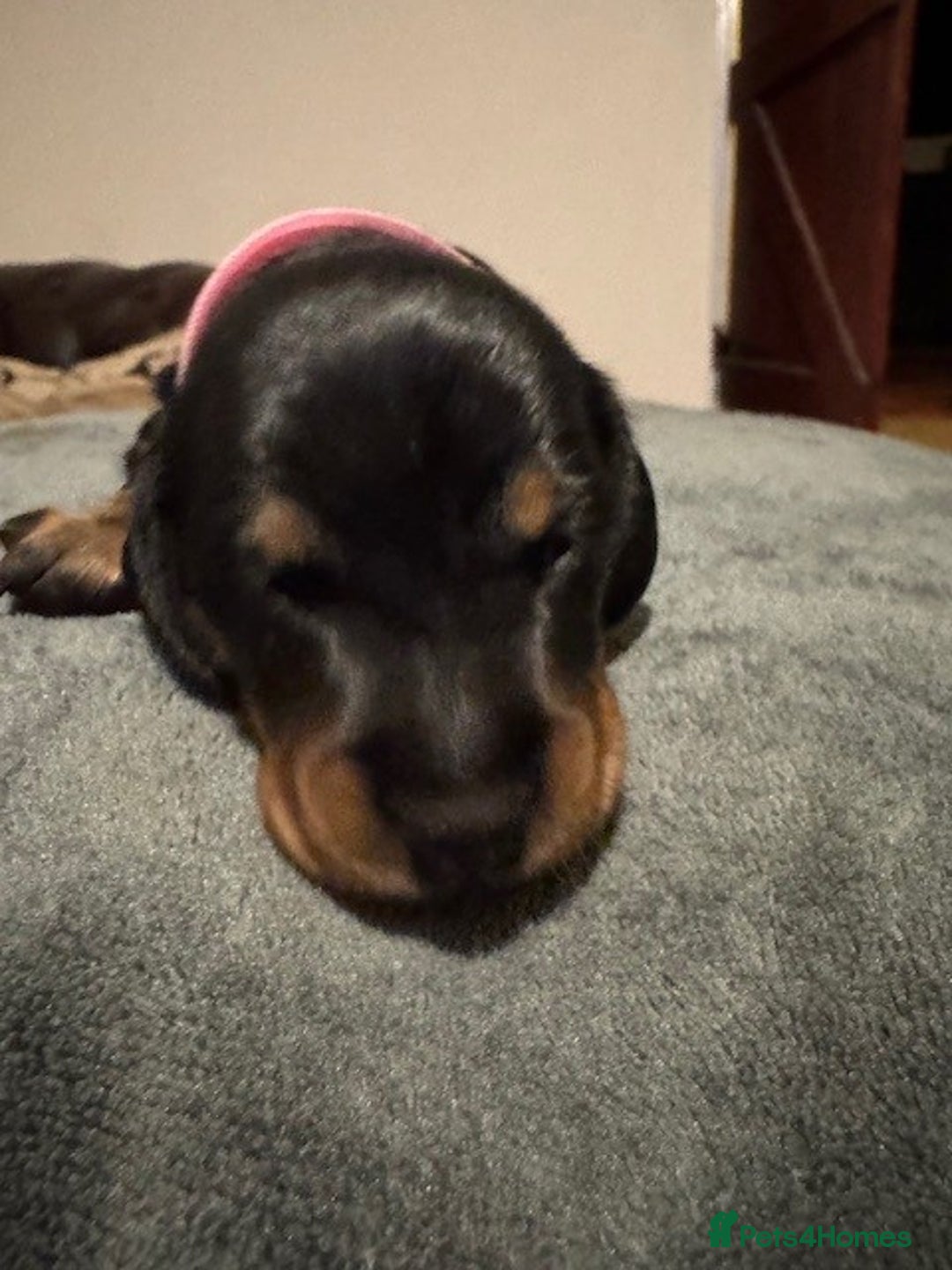 Miniature Dachshund dogs for sale: Adorable KC Reg smooth coated mini Dachshunds - Image 19