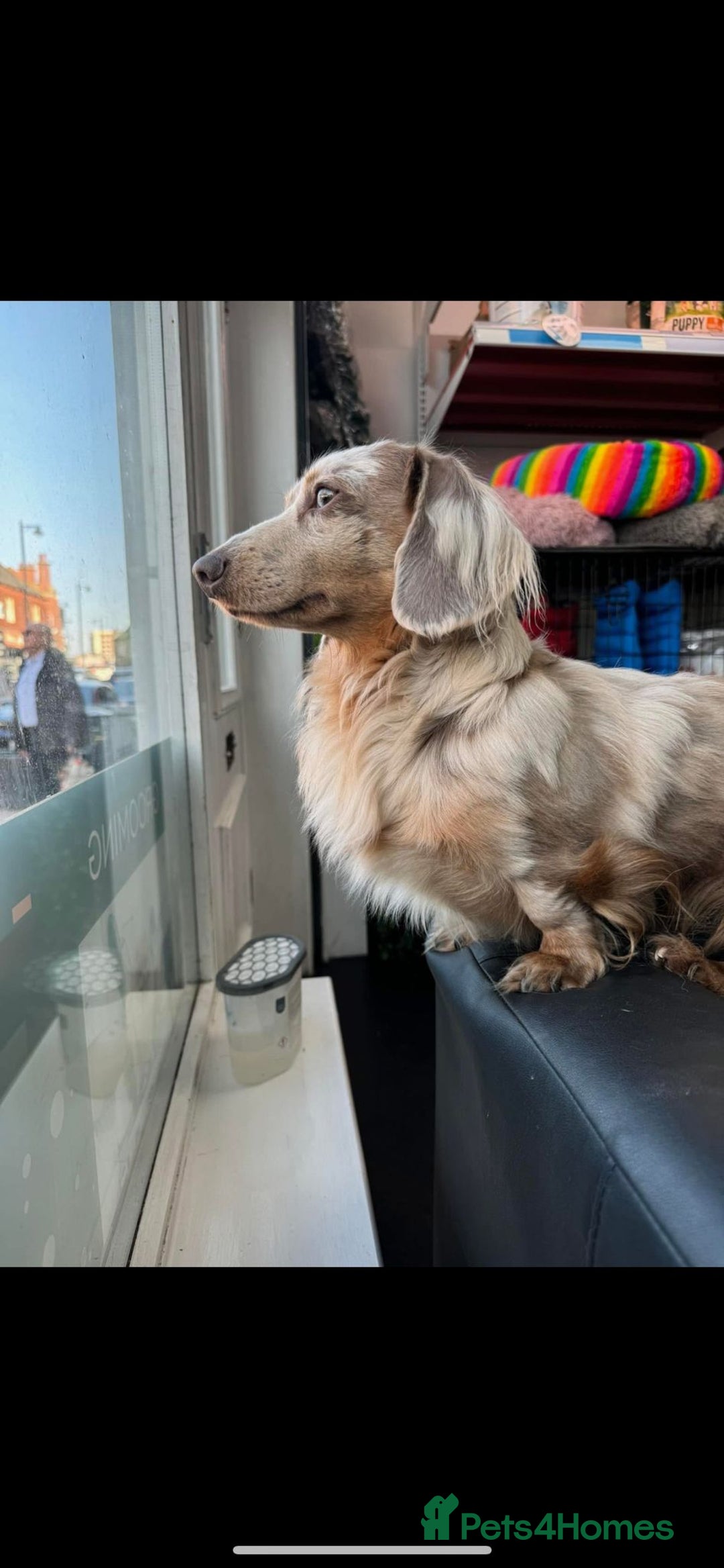 Miniature Dachshund dogs for sale: Fluffy carrier Miniature daschound puppies 🐶  - Image 11