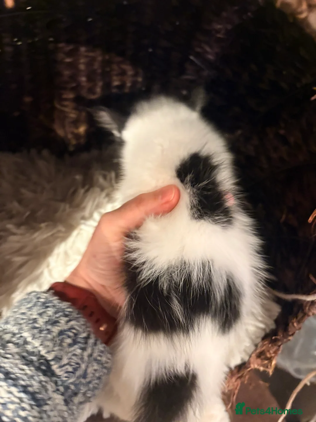 Mixed Breed cats for sale: Beautiful Shirt Hair Kittens - Advert 35