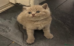 British Shorthair cats for sale: British blue shorthair  - Image 9