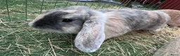 Mini Lop rabbits for sale: 2 female mini lop Rabbits (sister) with xl cage in Doncaster - Advert 5