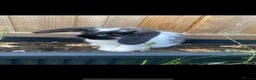 Mixed Breed rabbits for sale: Indoor sister rabbits must go together  in Ebbw Vale - Advert 3