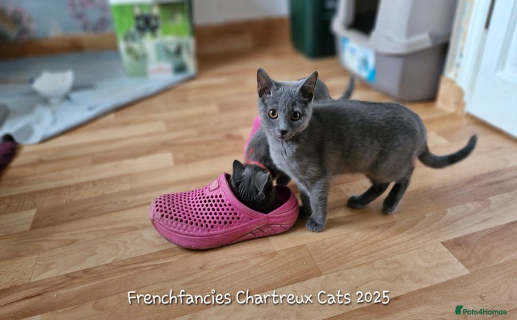 Chartreux cats - Advert 1