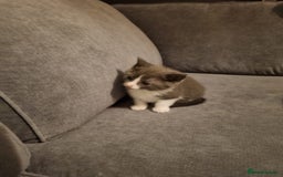 Mixed Breed cats for sale: Beautiful grey/tabby female kittens  - Advert 8