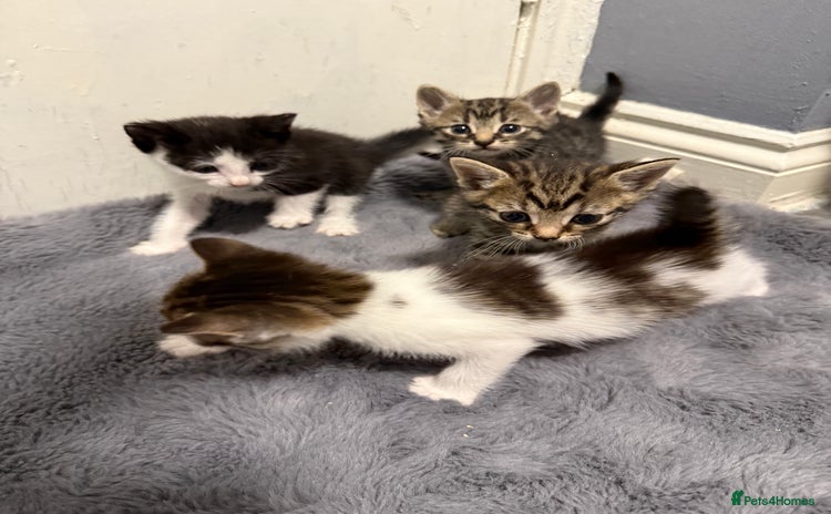 Mixed Breed cats - Advert 4