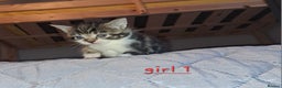 Domestic Shorthair cats for sale: 5 gorgeous kittens for sale  - Advert 5