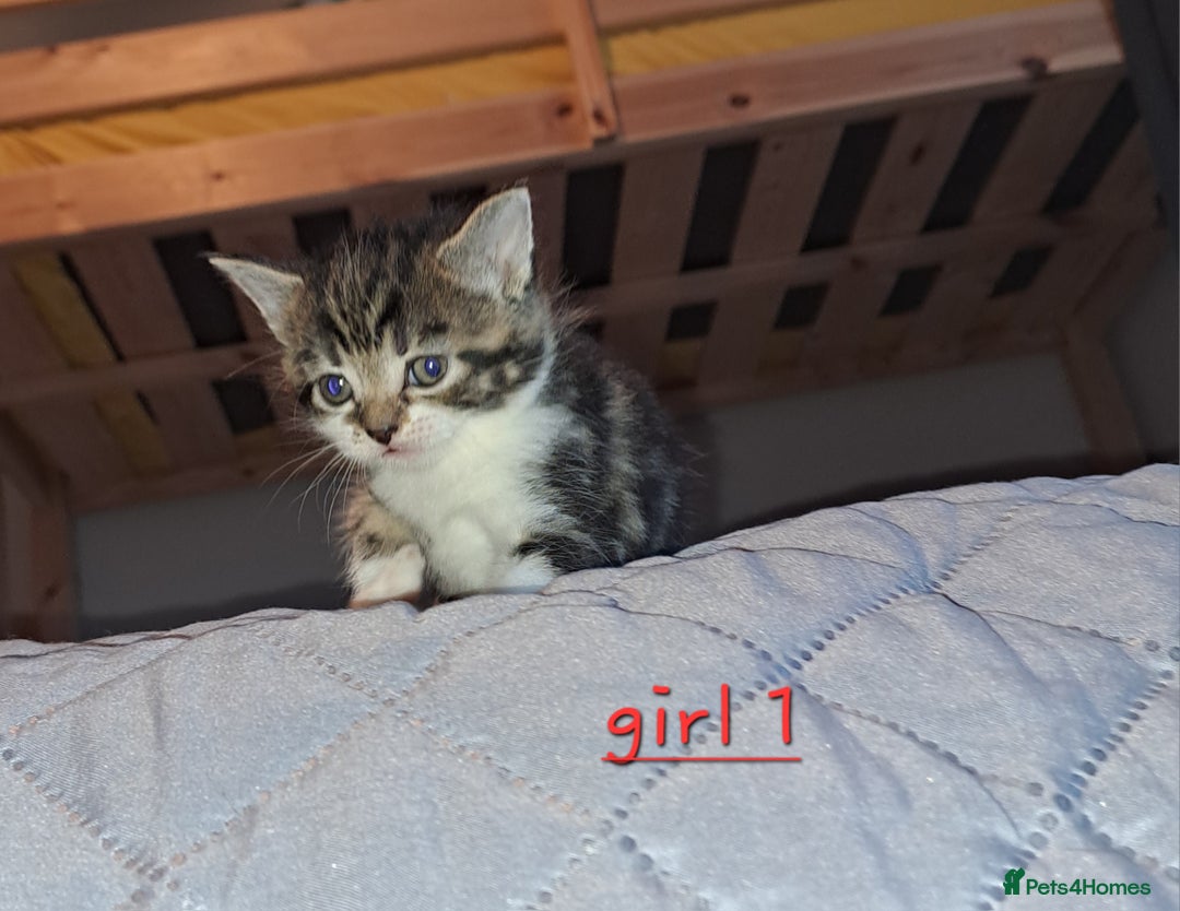 Domestic Shorthair cats for sale: 5 gorgeous kittens for sale  - Advert 5