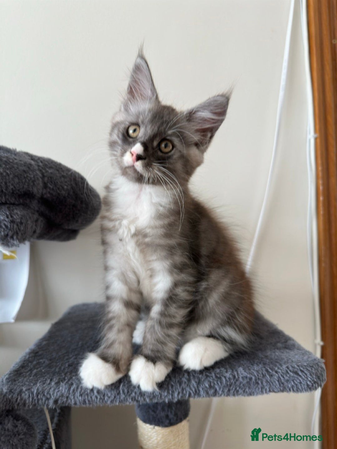 Maine Coon cats for sale: 🌟 Maine Coon Kittens Looking for Loving Homes 🌟 - Image 10