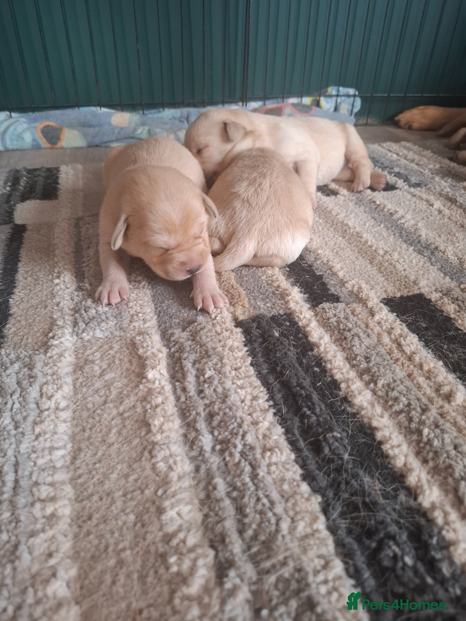 Labrador Retriever dogs for sale: KC Reg Labrador Pups in Newton Abbot - Advert 10