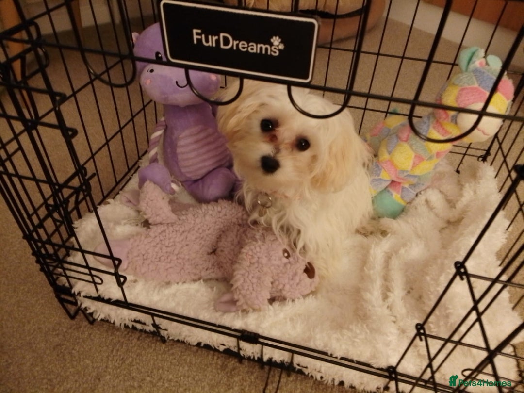 Maltipoo dogs for sale: Adorable Maltipoo poodle - Image 1