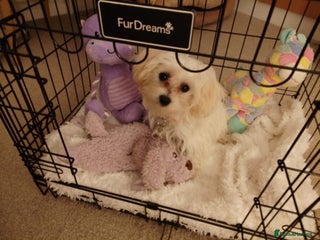 Maltipoo dogs - Advert 1