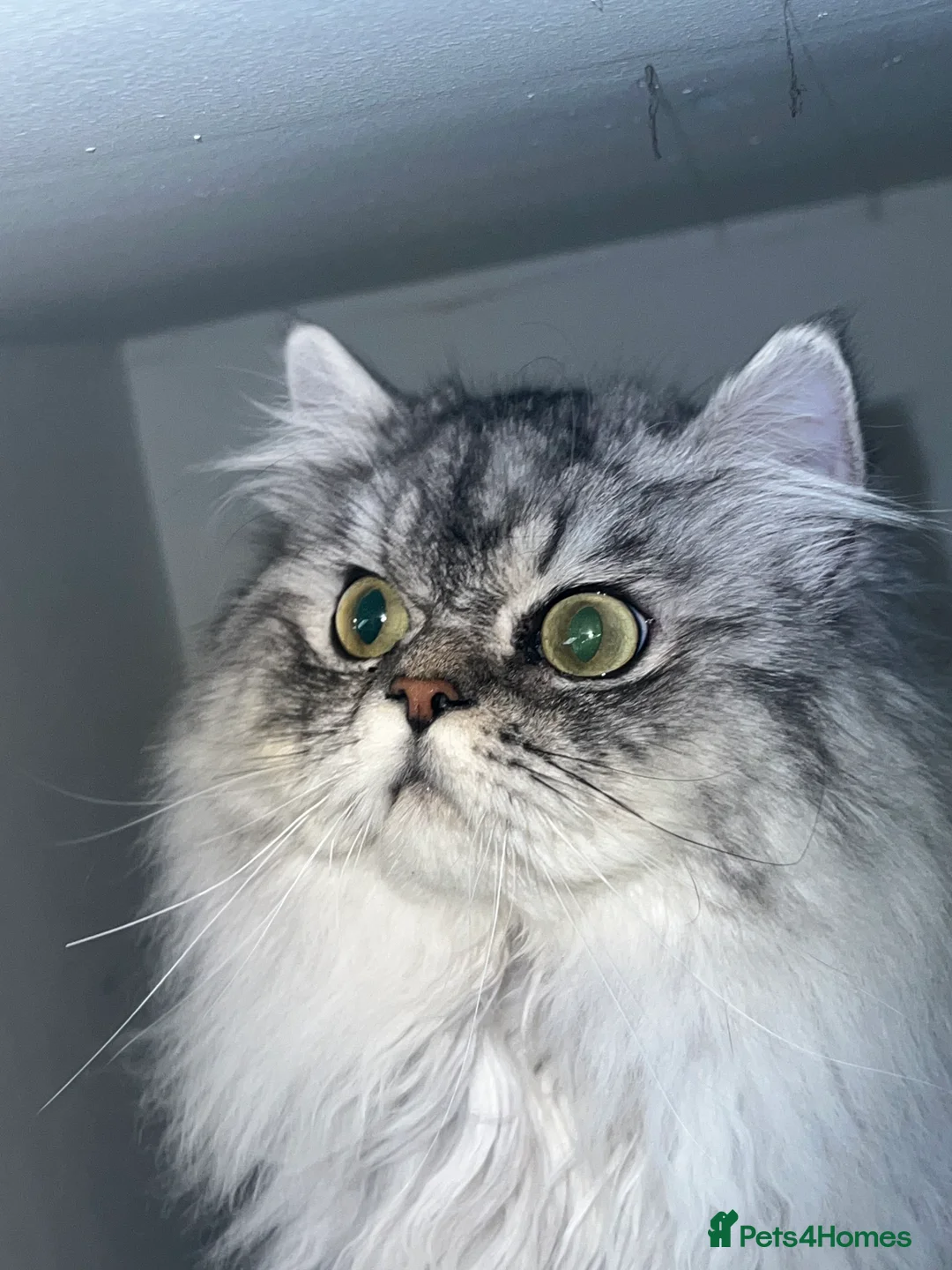 Persian cats for stud: chinchilla Persian proven stud ONLY not for sale  - Advert 3