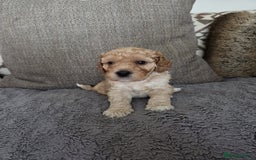 Cockapoo dogs for sale: Cockapoo Puppies  - Image 3